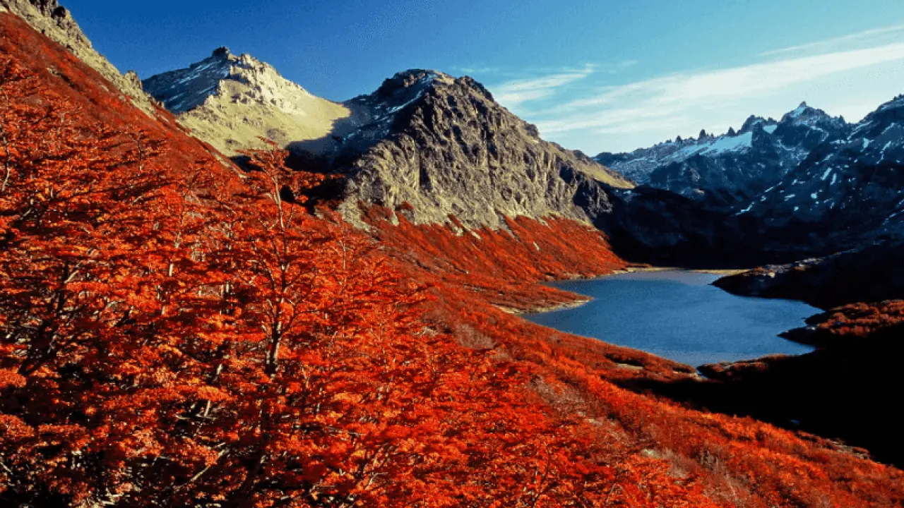 Bosque patagónico teñido de rojo en otoño, con un lago de aguas oscuras y montañas nevadas al fondo en Argentina.