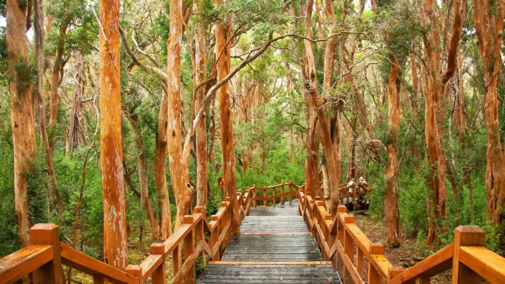 Bosque de Arrayanes Bariloche 