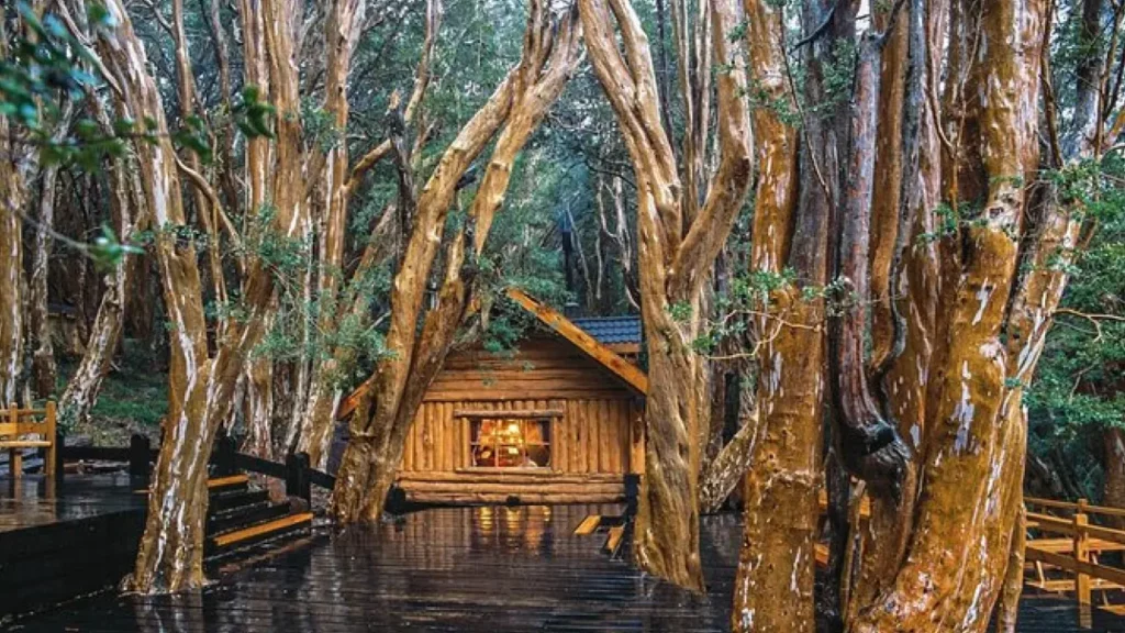 Cabana de madeira rústica com luz acesa na janela, imersa no Bosque de Arrayanes, com seus característicos troncos cor de canela.