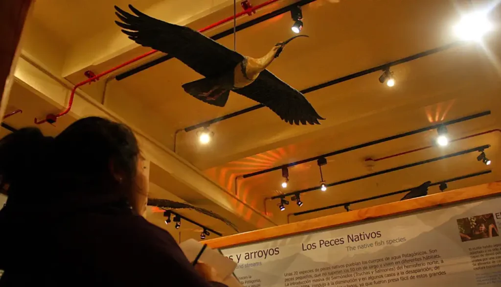 Exibição de aves nativas no Museu Paleontológico, em Bariloche, ilustrando a diversidade da fauna local.