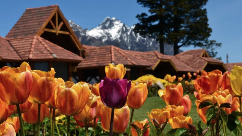 Campo de tulipas coloridas com montanhas ao fundo em Bariloche na primavera