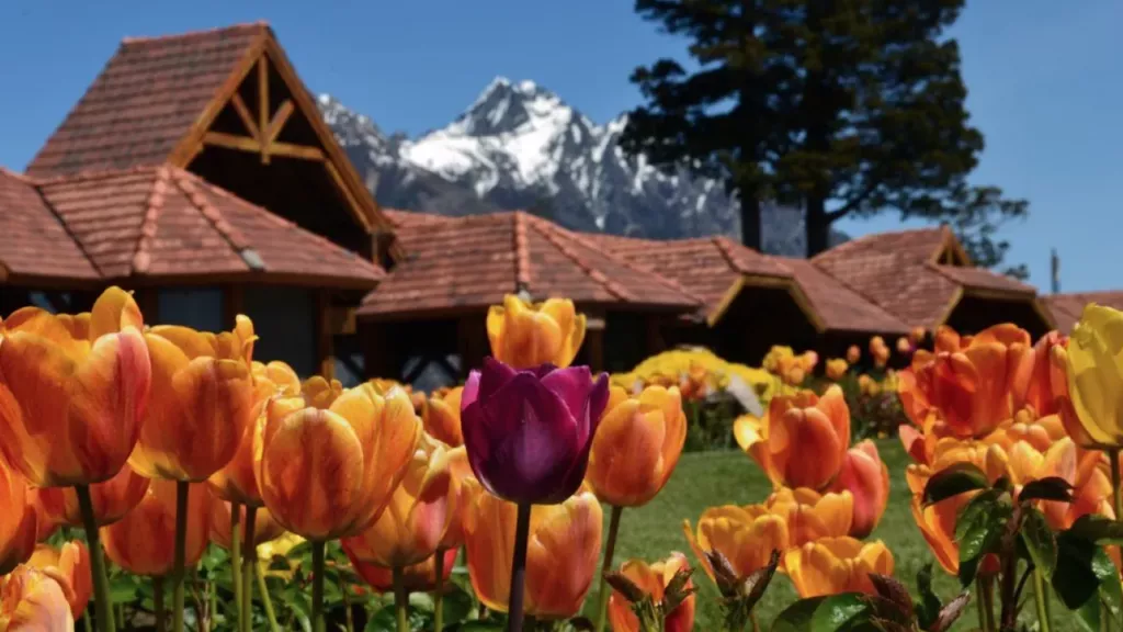 Campo de tulipas coloridas com montanhas ao fundo em Bariloche na primavera