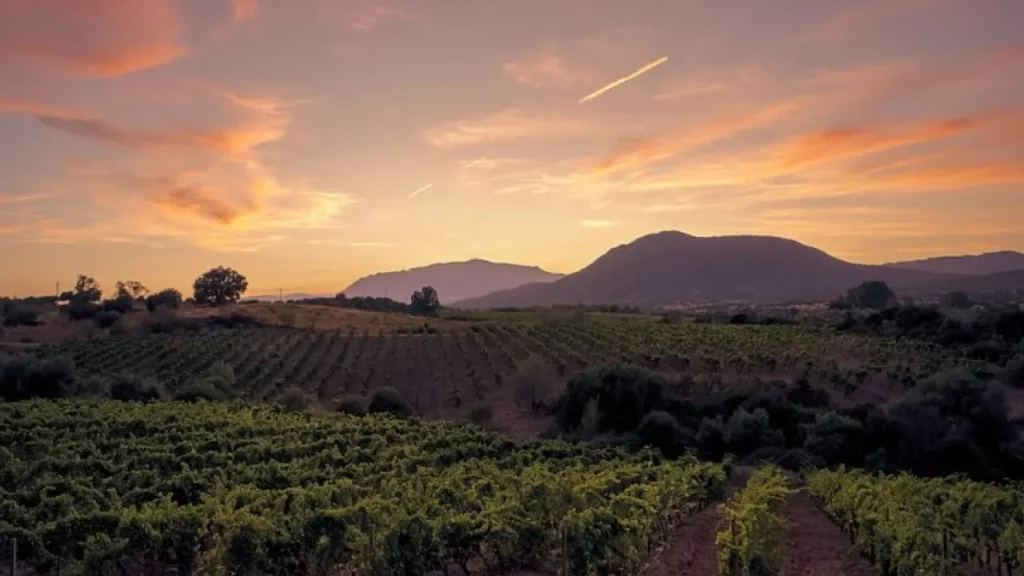 Um vinhedo ao entardecer, com fileiras de parreiras estendendo-se até as montanhas no horizonte. O céu exibe tons alaranjados e rosados, criando uma cena serena e bucólica, possivelmente na região vinícola de Mendoza, Argentina.