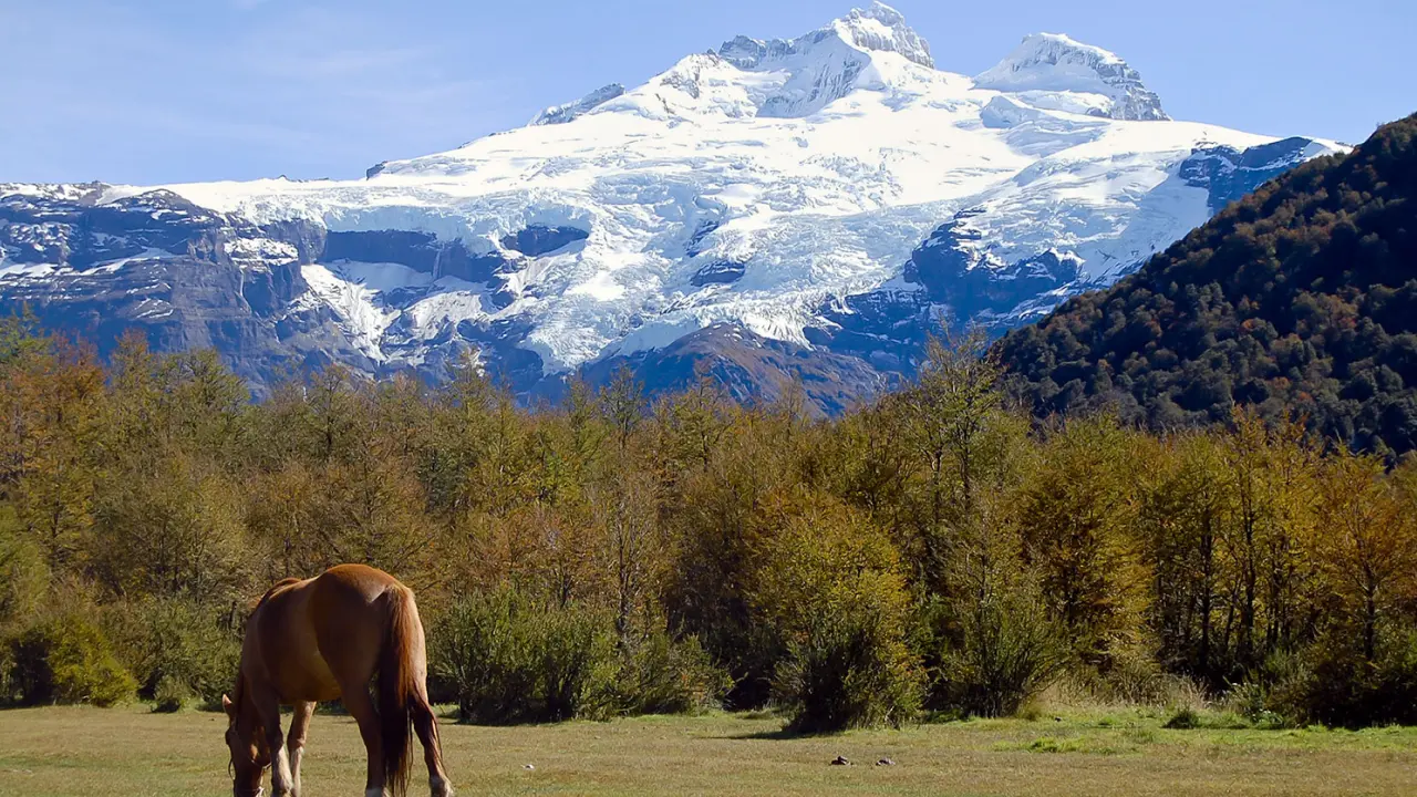 Cavalo pastando em campo aberto com o Cerro Tronador ao fundo, coberto de neve e cercado por vegetação outonal na Patagônia argentina.